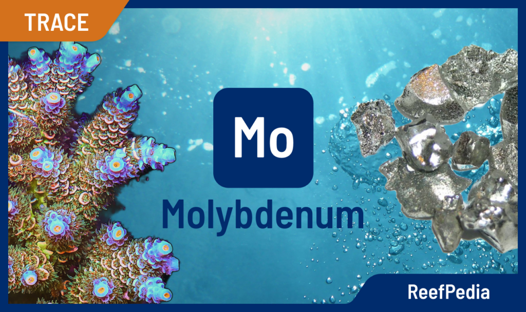 Ifigen Molybdena Oligoelement Flasche 150 Ml - Nahrungsergänzung Mit Molybdän